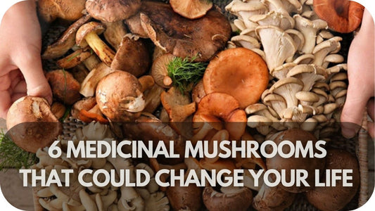 6 Medicinal Mushrooms That Could Change Your Life – #3 Is a Game Changer!