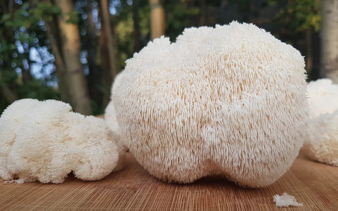 Lion’s Mane: A Natural Solution for Chronic Inflammation