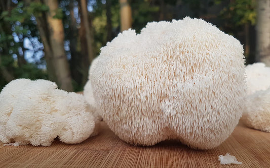 Lion’s Mane: A Natural Solution for Chronic Inflammation