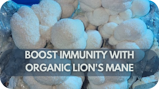 Boost Immunity with Organic Lion's Mane