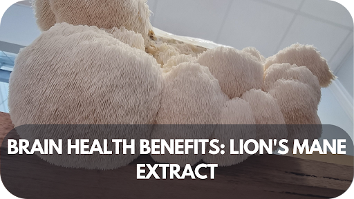 Brain Health Benefits: Lion's Mane Extract