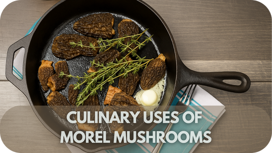 Culinary Uses of Morel Mushrooms