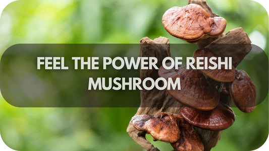 Feel the Power of Reishi: The Wellness Hack You Didn’t Know You Needed!