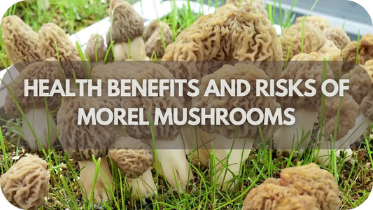 Health Benefits and Risks of Morel Mushrooms