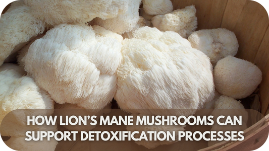 How Lion’s Mane Mushrooms Can Support Detoxification Processes