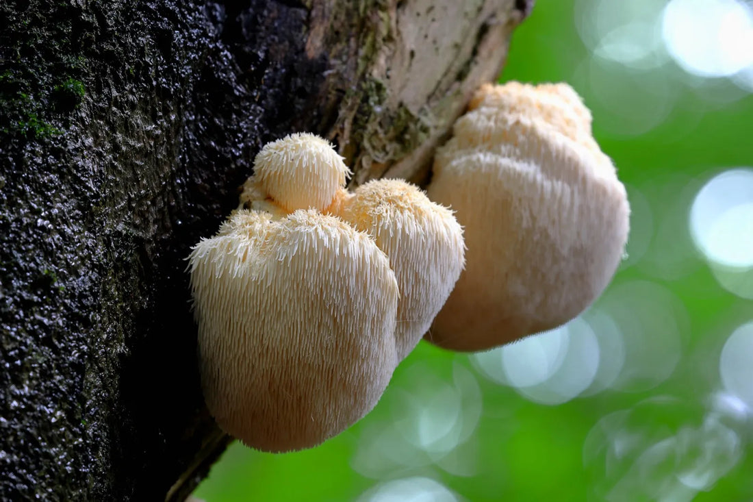 Lion’s Mane 101: A Beginner’s Guide to Mushroom Supplements