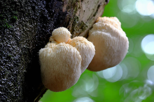 Lion’s Mane 101: A Beginner’s Guide to Mushroom Supplements