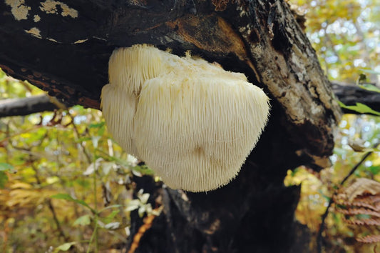The Comprehensive Breakdown of Lion’s Mane Mushroom Nutrition