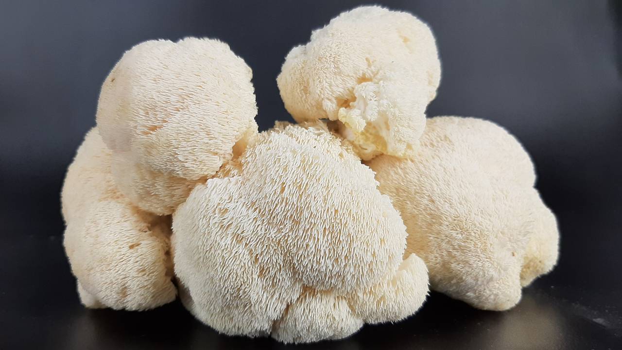 Exploring the Synergy: Lion’s Mane and Other Superfoods for Optimal Health
