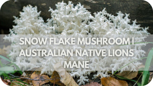 Snow Flake Mushroom | Australian Native Lions Mane (Hericium Coralloides)