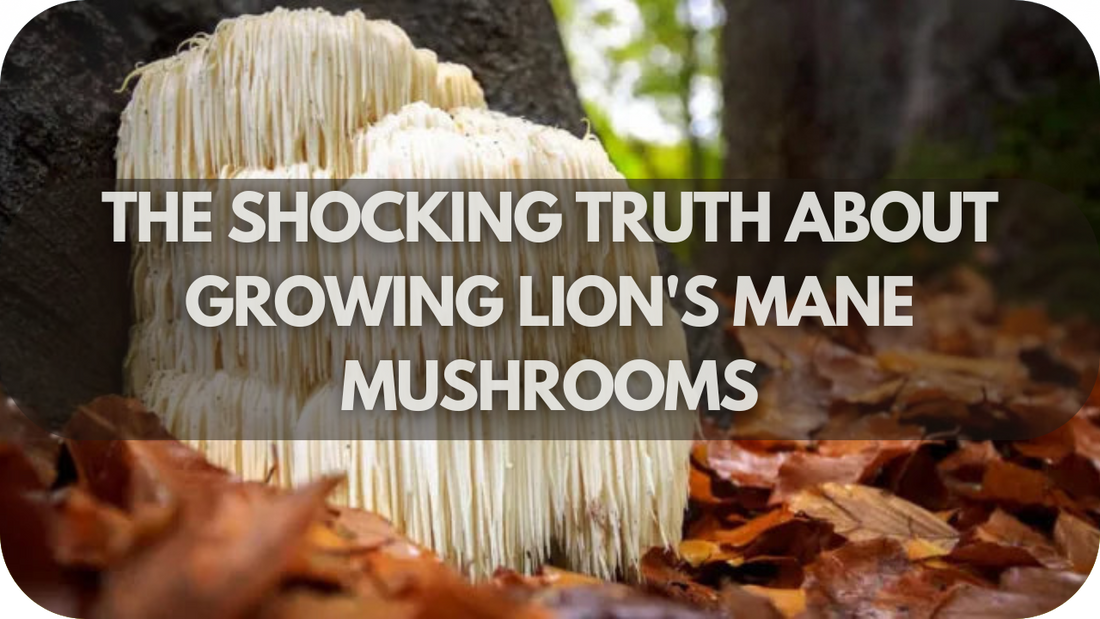 The Shocking Truth About Growing Lion's Mane Mushrooms—Follow These Easy Steps!