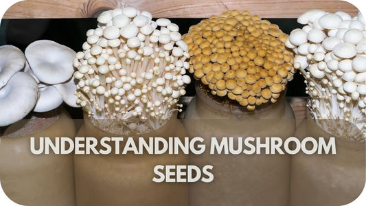 Understanding Mushroom Seeds: Cultivation and Types
