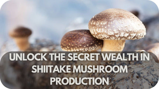 Unlock the Secret Wealth in Shiitake Mushroom Production A $Billion Market Waiting for You!