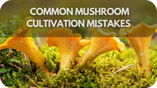 Watch Out for These Common Mushroom Cultivation Mistakes