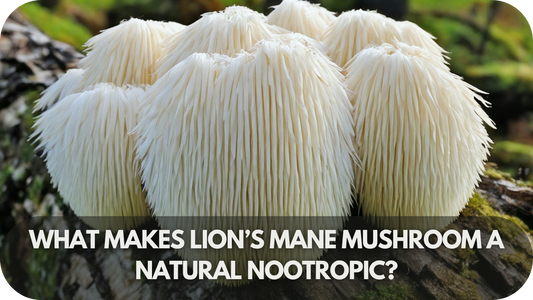 Fresh Lion’s Mane mushrooms on a wooden surface, highlighting their brain-like texture and natural nootropic properties.