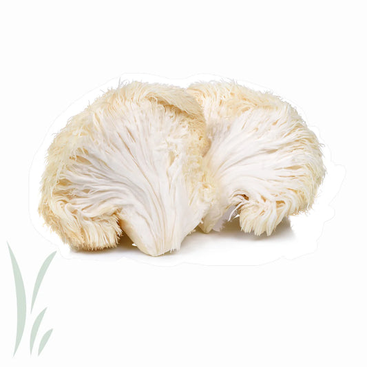 Where to Buy Lion's Mane Mushroom Powder in Canberra