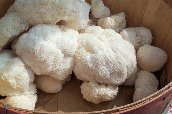 Benefits of Lion’s Mane Mushrooms