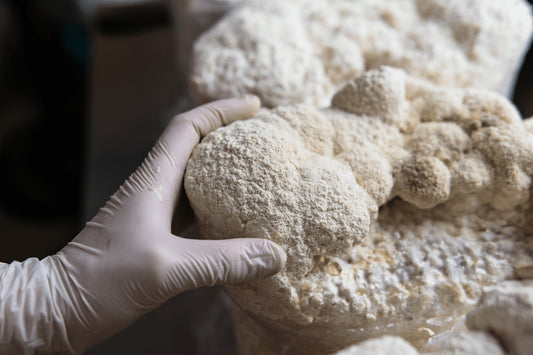 Can Lion's Mane Mushrooms Cure ADHD? - Xotic Mushrooms