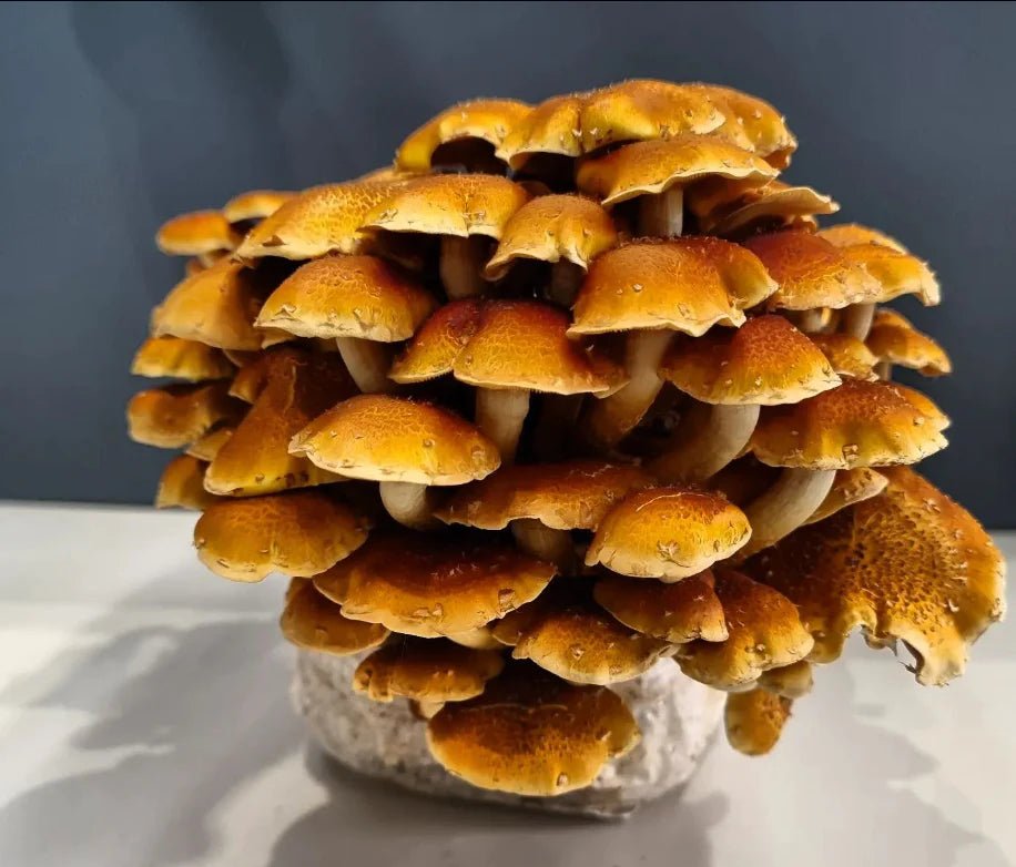 Chestnut Mushrooms for Sale: Delightful Flavors Await - Xotic Mushrooms