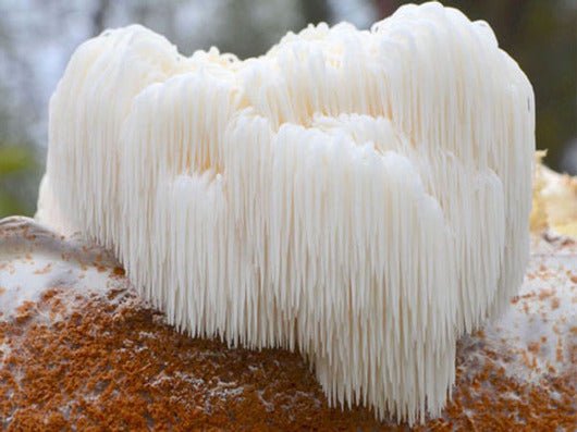 Does Lion’s Mane Lower Blood Sugar Levels?