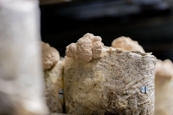 Lion’s Mane Mushroom Characteristics That Matter to Brands