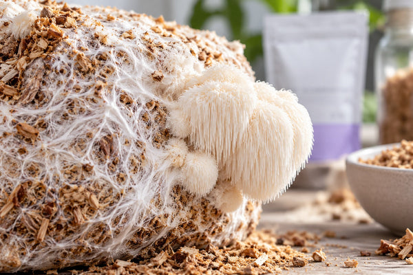 What Is Mycelium, and Why Does It Matter in Supplements?