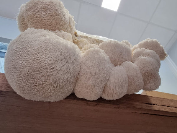 Scaling Lion’s Mane Growing for Commercial Supply