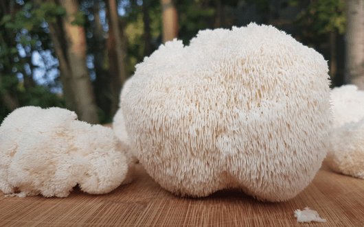 Should You Take Lion's Mane While Breastfeeding?