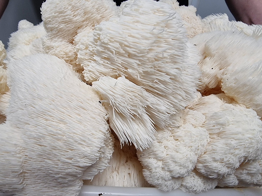 The Best Mushroom Supplements for Mood - Xotic Mushrooms