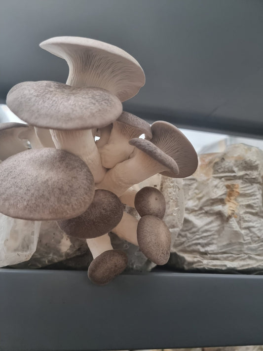 What Are the Benefits of King Trumpet Mushroom? - Xotic Mushrooms