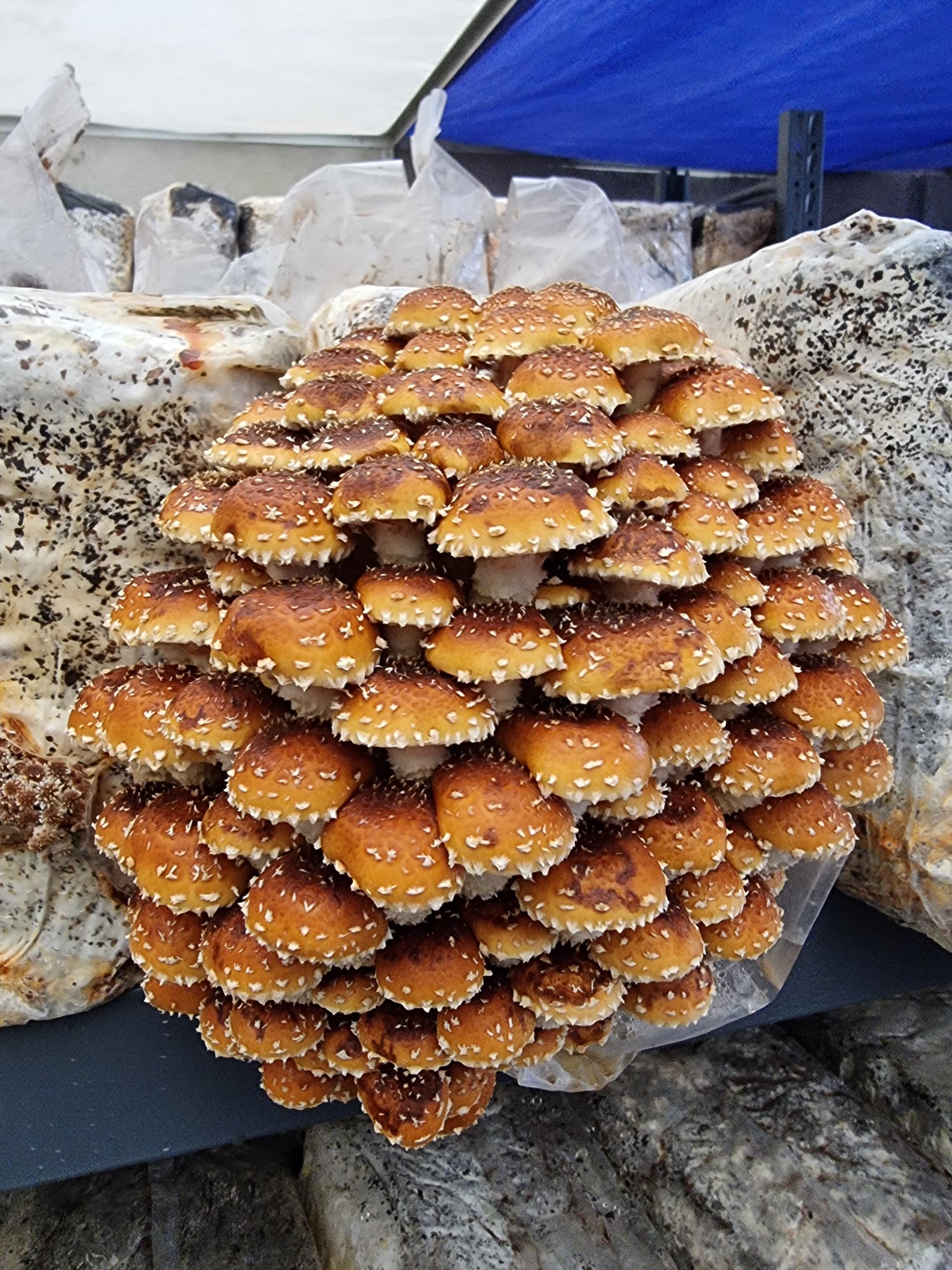 Chesnut mushrooms