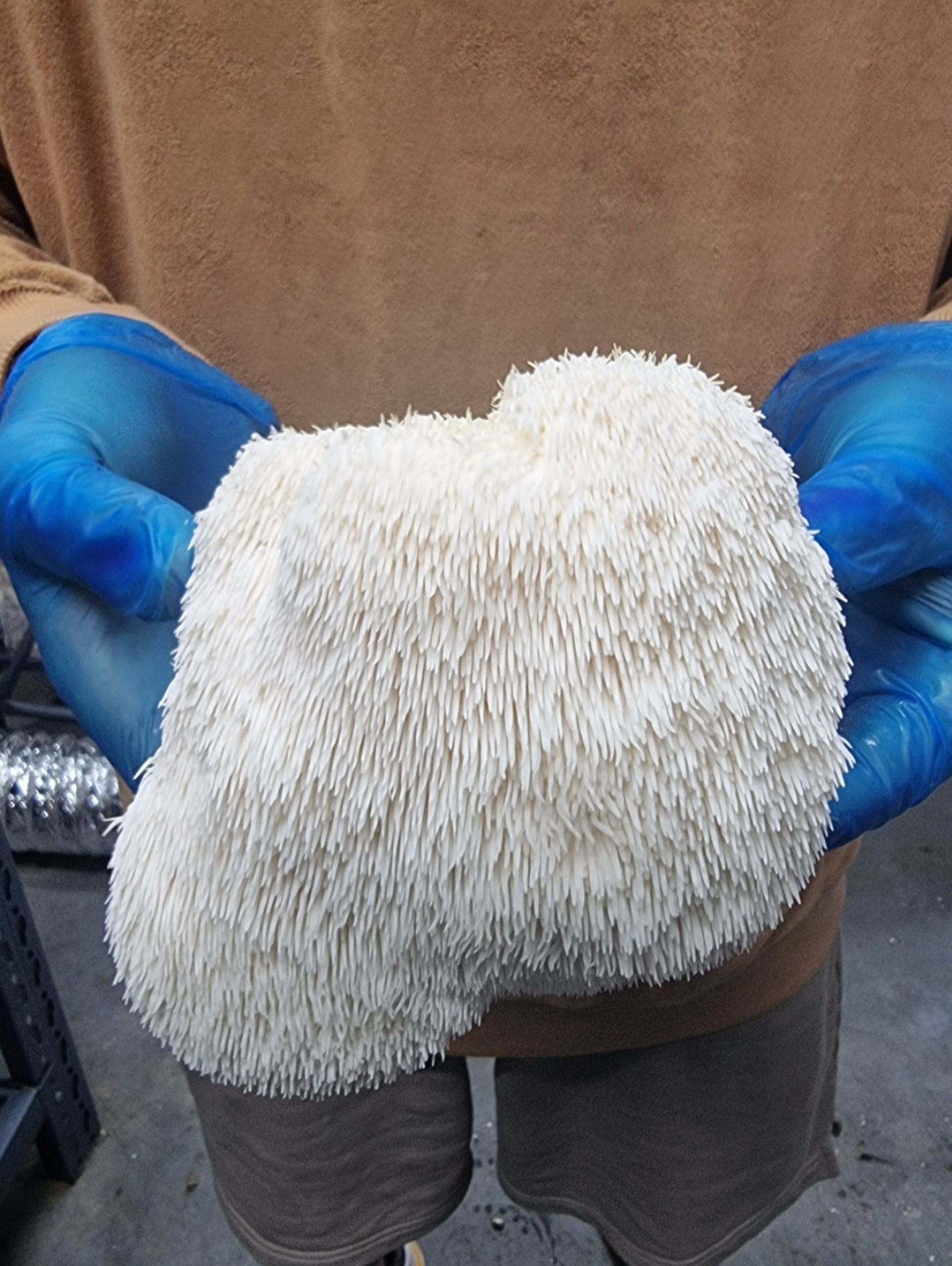 Lions Mane Organic Freeze Dried Extract Powder | 100% Fruit Bodies 12:1 Extract