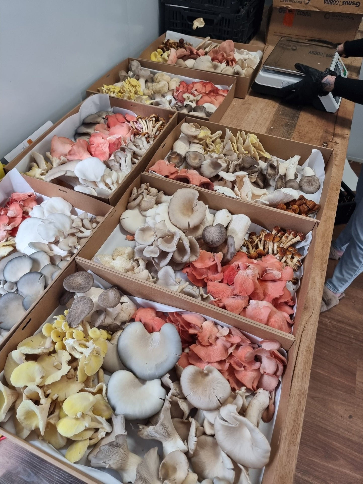 1kg Mixed Variety Xotic Mushroom Tray - Xotic Mushrooms