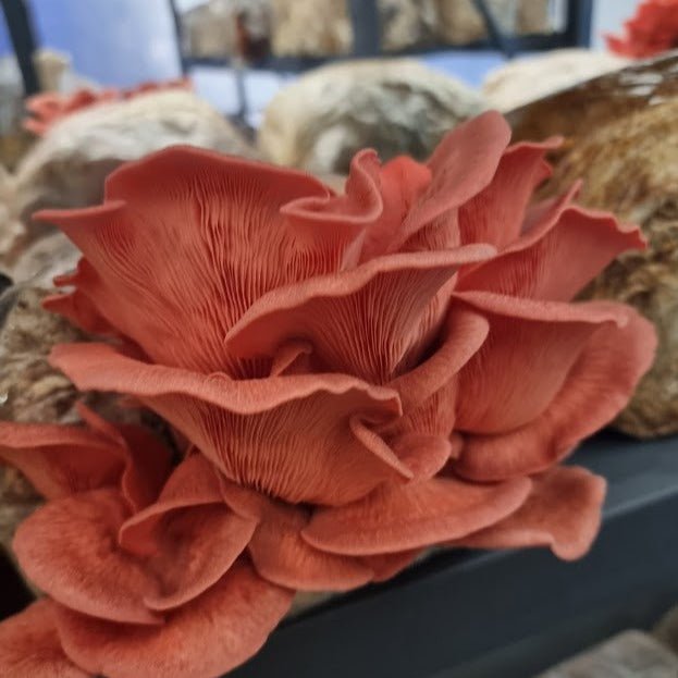 1kg Pink Oyster Mushrooms - Xotic Mushrooms