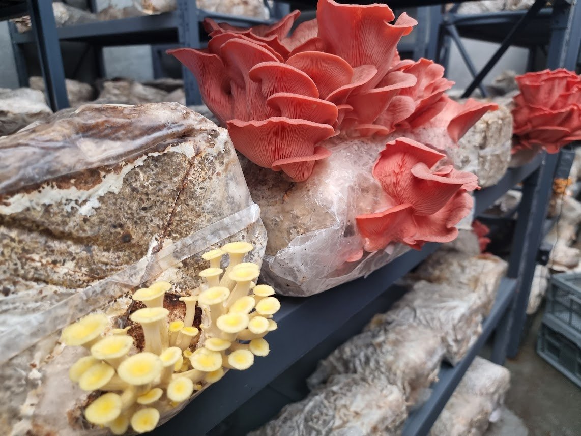 1kg Pink Oyster Mushrooms - Xotic Mushrooms