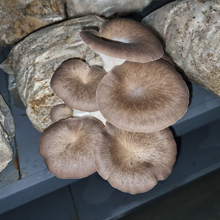 Black Pearl King - 1kg Organic | Australian Grown -Exotic Mushroom Xotic Mushrooms
