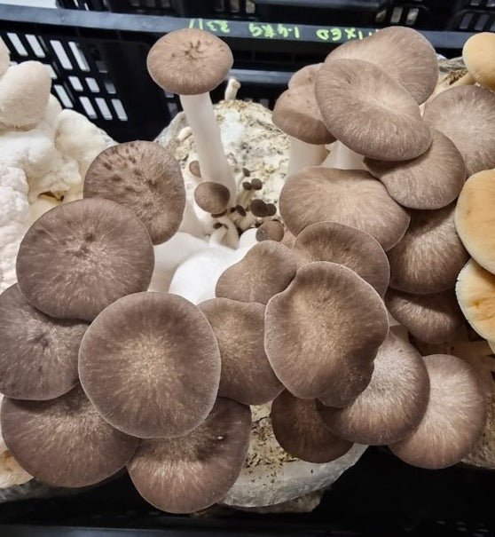 Black Pearl King - 1kg Organic | Australian Grown -Exotic Mushroom Xotic Mushrooms