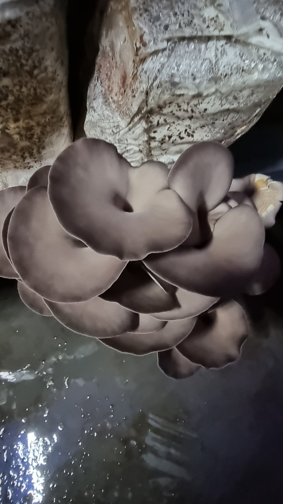 Chocolate Oyster Mushroom (Pleurotus ostreatus) | Australian Grown & Organic -Exotic Mushroom Xotic Mushrooms