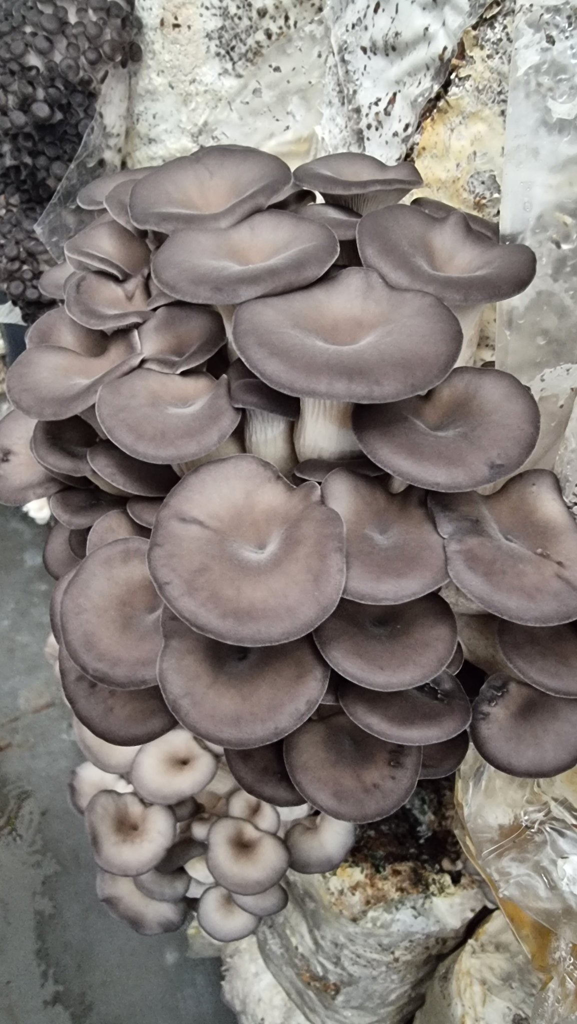 Chocolate Oyster Mushroom (Pleurotus ostreatus) | Australian Grown & Organic -Exotic Mushroom Xotic Mushrooms