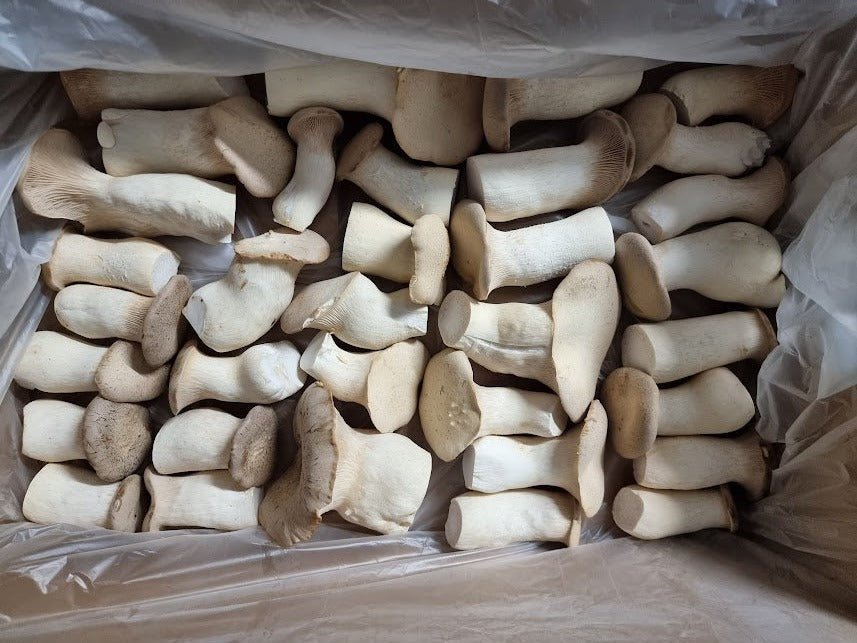 King Brown Oyster Mushrooms - Rich Umami Flavor - (Pleurotus eryngii) - Xotic Mushrooms
