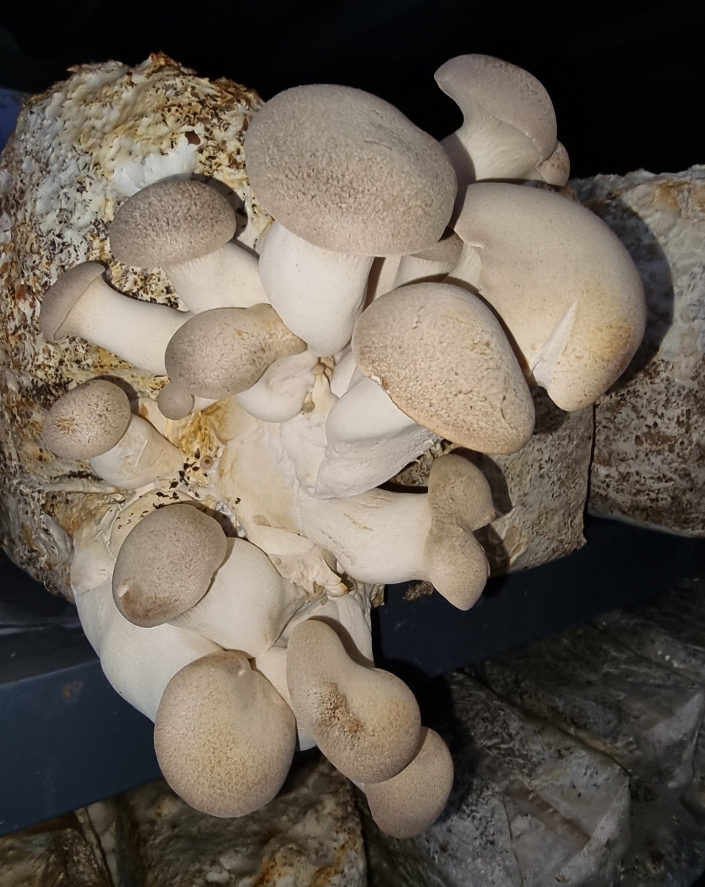 King Brown Oyster Mushrooms - Rich Umami Flavor - (Pleurotus eryngii) - Xotic Mushrooms