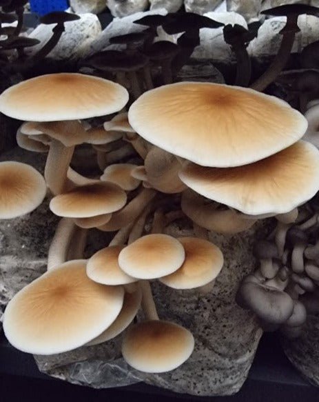 Pioppino Mushroom (Agrocybe aegerita) - Premium Organic Mushrooms -Exotic Mushroom Xotic Mushrooms