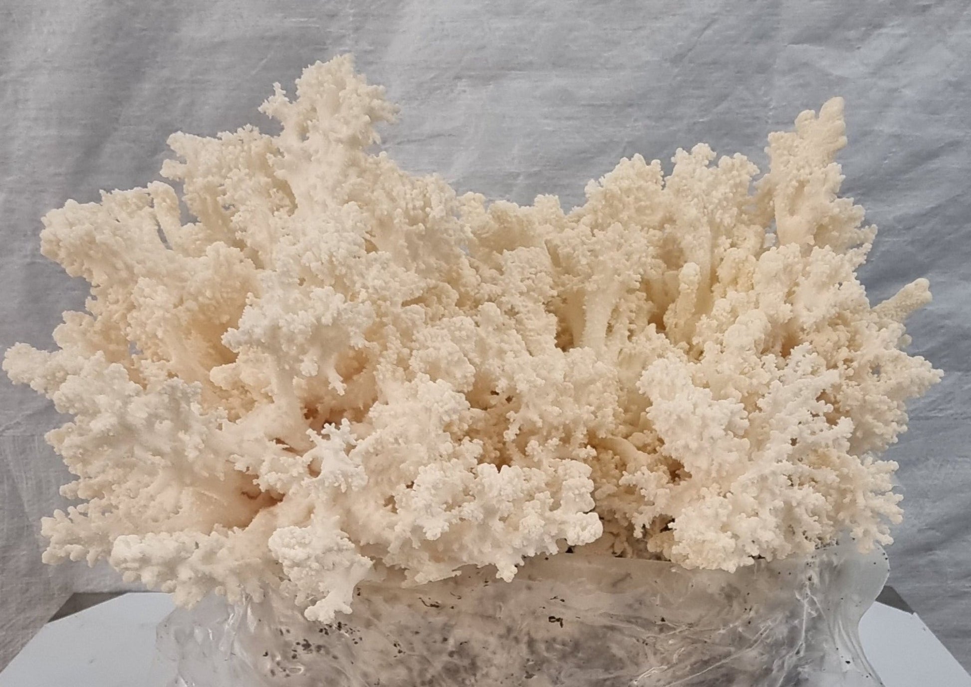Snow Flake Mushroom | Australian Native Lions Mane (Hericium Coralloides) -Exotic Mushroom Xotic Mushrooms