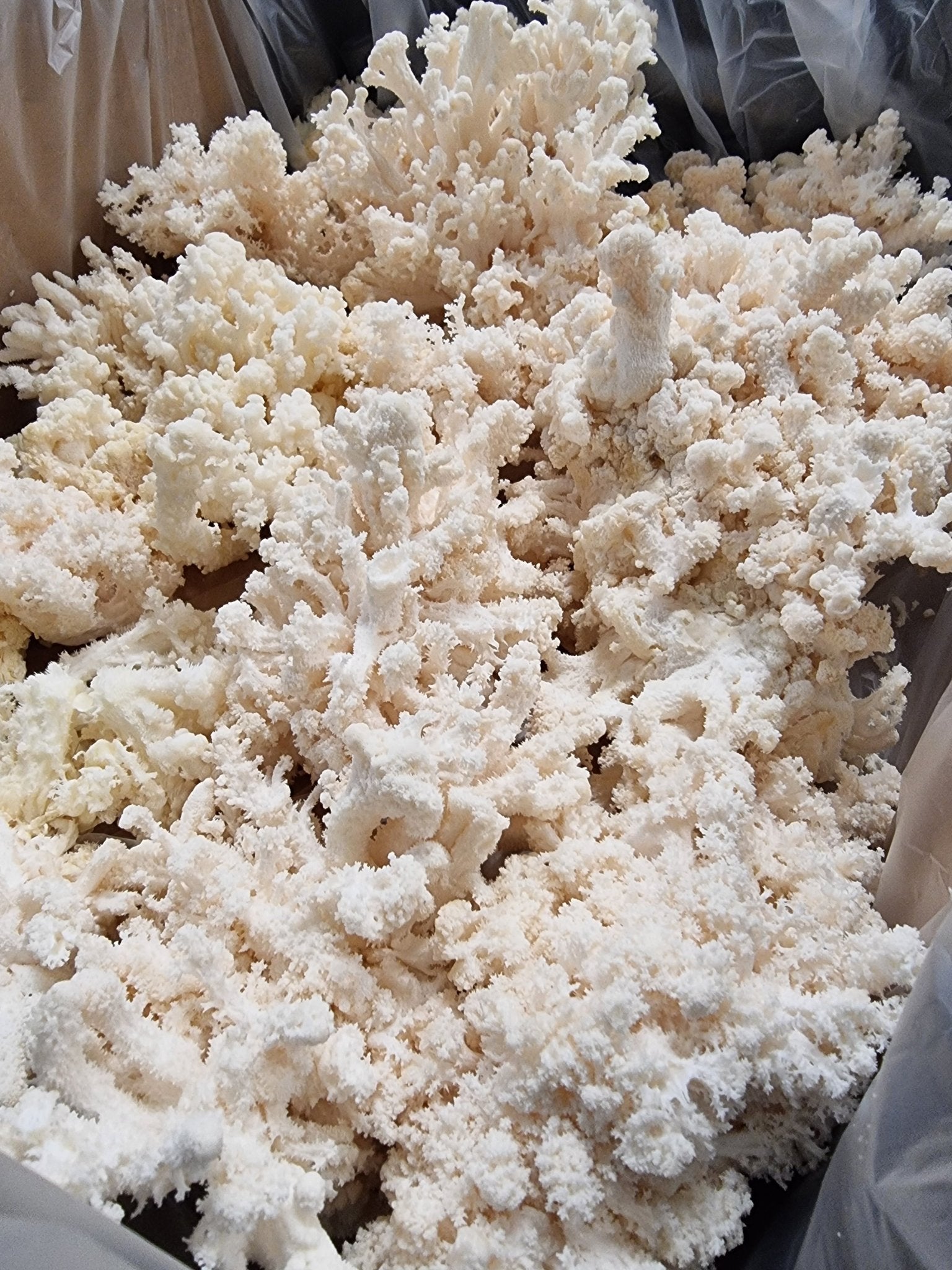 Snow Flake Mushroom | Australian Native Lions Mane (Hericium Coralloides) -Exotic Mushroom Xotic Mushrooms