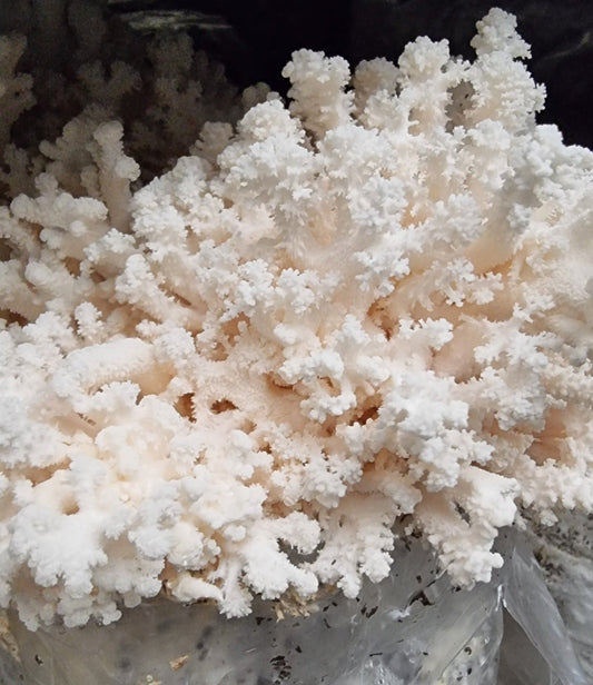 Snow Flake Mushroom | Australian Native Lions Mane (Hericium Coralloides) -Exotic Mushroom Xotic Mushrooms