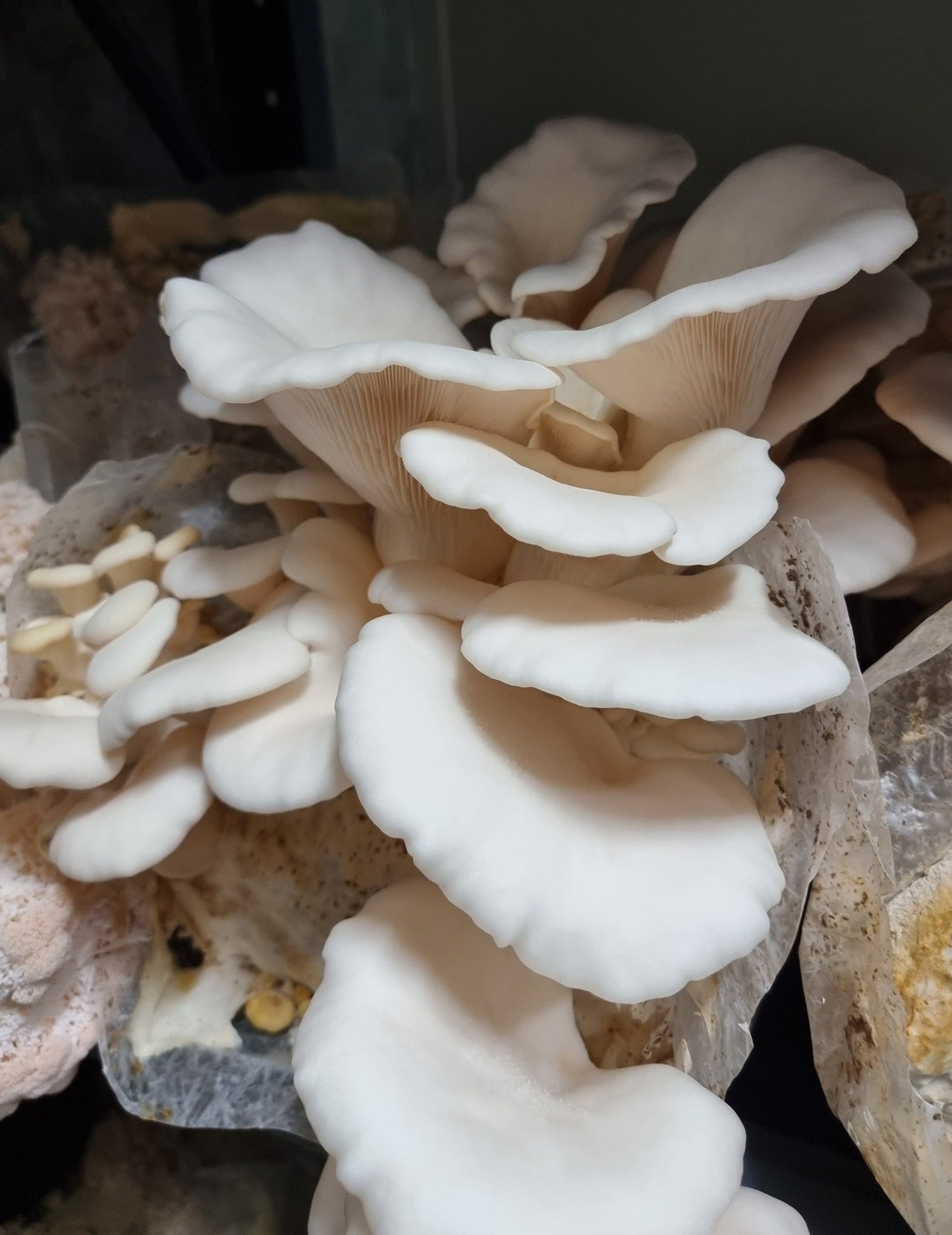 Snow White Oyster Mushrooms (Pleurotus ostreatus var. Florida) -Exotic Mushroom Xotic Mushrooms