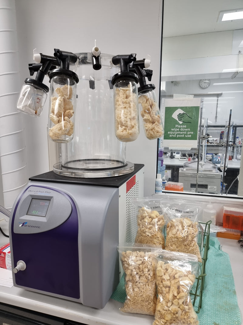 Laboratory freeze dryer with Lion’s Mane samples