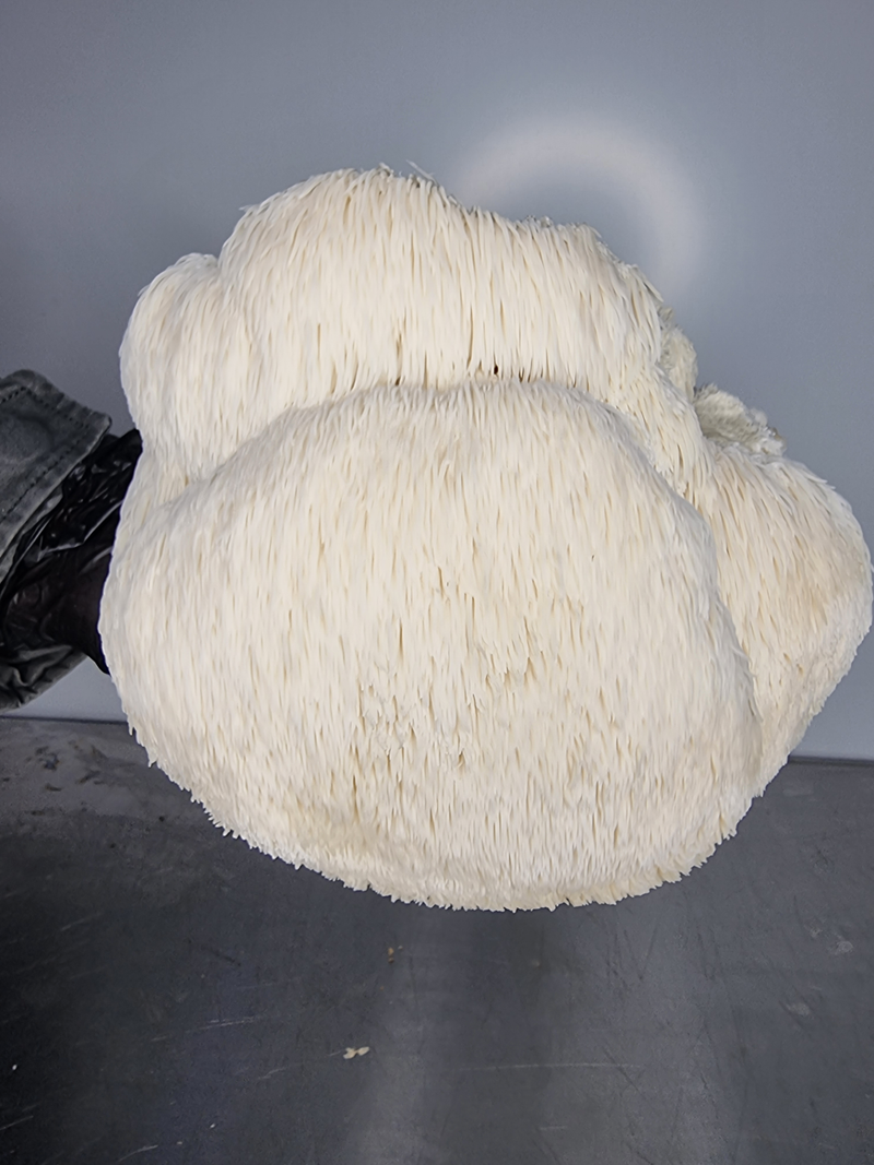 A single Lion’s Mane fruiting body