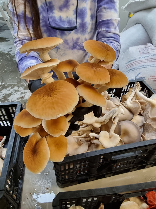 11 Mushroom Benefits For Women - Xotic Mushrooms