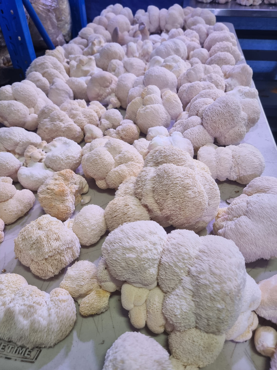 a hyper-realistic illustration of Lion's Mane mushrooms, showcasing their unique and natural beauty.